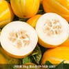 [청년농가] 성주 하우스 꿀참외 가정용 성주참외 3kg 중소과(9-14과 내외)