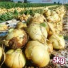 26년산 흰양파 5kg(개당 100~200g)