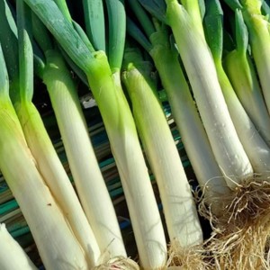 굵고 튼실한 기본 손질한 국산 대파 1단 2kg 내외