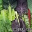 국산 특품 모듬 쌈채소 1kg (8종류 내외)