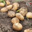 미각기행 2026년 국내산 햇 감자 대 1kg(대 사이즈 개당 중량 80-110g)