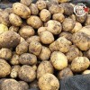 미각기행 2026년 국내산 햇 감자 대 5kg(대 사이즈 개당 중량 80-110g)