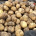 미각기행 2026년 국내산 햇 감자 대 5kg(대 사이즈 개당 중량 80-110g)