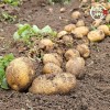 미각기행 2026년 국내산 햇 감자 왕특 3kg(왕특 사이즈 개당 중량 160-210g)