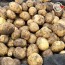 미각기행 2026년 국내산 햇 감자 왕특 5kg(왕특 사이즈 개당 중량 160-210g)