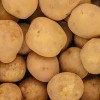 국내산 100% 고소한 26년 수미 햇감자 대 3kg (60g~100g)