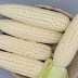 쫀득한 미백 찰옥수수 10개(껍질제거시 15cm 이상)