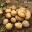 [클래식농원] GAP, 저탄소 국내산 괴산 두백감자 대왕 3kg