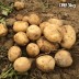 [클래식농원] GAP, 저탄소 국내산 괴산 두백감자 대왕 3kg