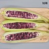 흑찰옥수수 특품 10개(껍질제거시 15cm 내외)