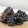 [더기다림_참] 고당도 선별 거봉 800g~1kg(1~2송이)