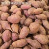 농장직송 첫수확 해남 호박고구마 중 3kg