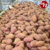 농장직송 첫수확 해남 호박고구마 대 5kg