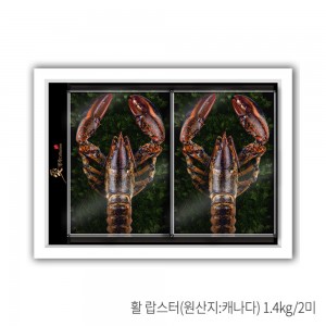 [애명작컬렉션] 랍스터 명품 1호(1.4kg.2미)