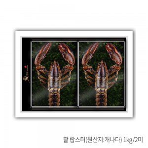 [애명작컬렉션] 랍스터 명품 3호(1kg.2미)