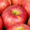 [청년농가] 제철 홍로사과 가정용 A급 홍로사과 2kg 중소과(11-13과 내외)