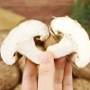 [자연버섯농장] 경북 생표고버섯 특등급 1kg