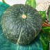 [청년농가] 충남 햇 단호박 (후숙완료) 10kg (8~13입)