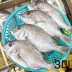 [청년농가] 급냉 반건조 돔자반 반건조 손질 참돔자반 800g (3미)