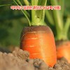 아삭하고 달큰한 흙당근 5kg(특/상품 혼합)