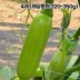 국산 인큐 애호박 특품 4개 (개당중량 320~350g)