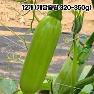 국산 인큐 애호박 특품 12개 (개당중량 320~350g)