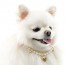[개과천선] 세레나 강아지 목걸이 고양이 악세서리 비즈 체인 하트