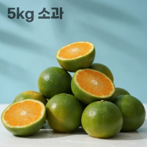 26년 제주직송 극조생 노지감귤 5kg 소과