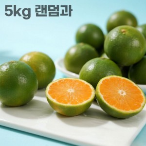 26년 제주직송 극조생 노지감귤 5kg 랜덤과