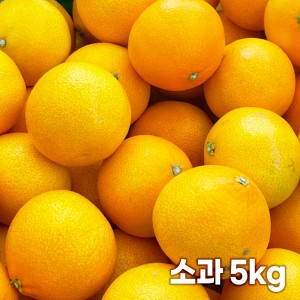 26년 제주직송 노란빛 제주 하우스 황금향 소과 5kg