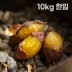 여주 햇고구마 비세척 꿀고구마 베니하루카 10kg 한입