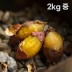 여주 햇고구마 비세척 꿀고구마 베니하루카 2kg 중