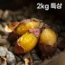 여주 햇고구마 비세척 꿀고구마 베니하루카 2kg 특상