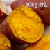 해남 직송 호박고구마 10kg 한입